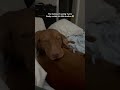 Vizsla cuddles are the best ❤️ #vizsla #puppy #pets #pointer #dogmom