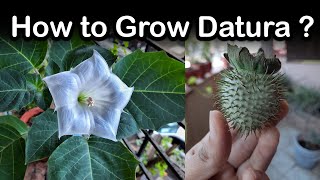 Planting Datura for Home Garden