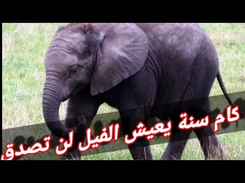 فيديو: كم تعيش الفيلة