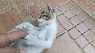 Kucing Kampoeng - Foster Kitten by Kucing Kampoeng 飼い猫 18 views 3 years ago 3 minutes, 22 seconds