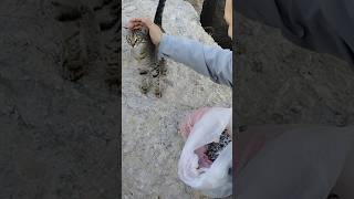 Актау пляж достар, дамба ТЭЦ, нашли котят покормили, cats #shorts