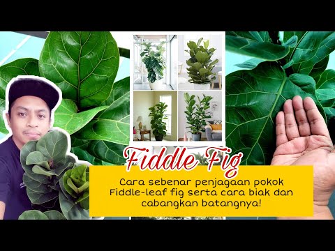 Video: Ficus microcarpa: penjagaan rumah, foto