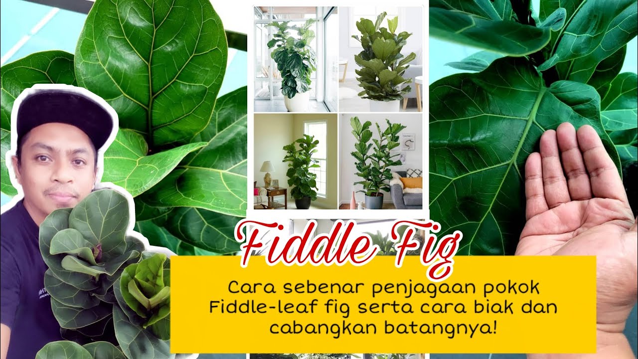 Ini cara betul penjagaan pokok Fiddle-leaf fig, cara biak & cabangkan