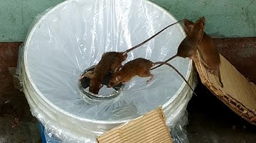Best Idea Trap Easy Saving Rat🐀Rat trap 1 gate🐀Stupid Mouse Trap🐭Good idea Mouse Trap
