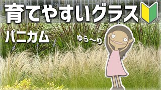 パニカムの育て方や特徴を紹介するアニメ 植物編 60 Youtube