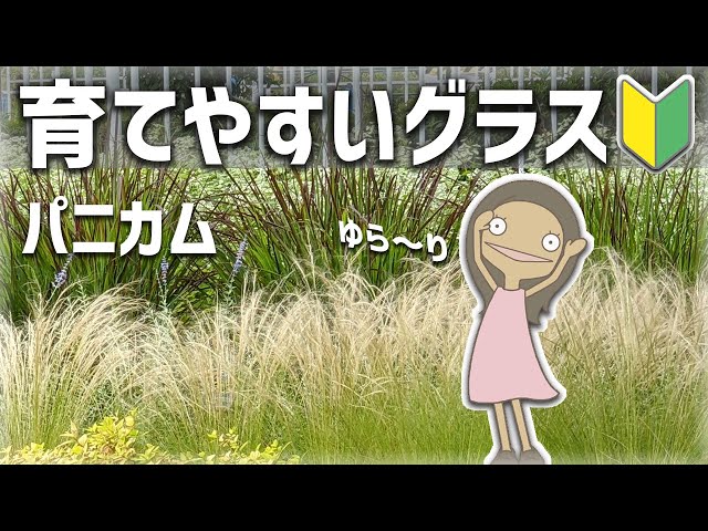 パニカムの育て方や特徴を紹介するアニメ 植物編 60 Youtube