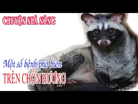 Video: Bệnh Do Vi Khuẩn ở Chồn Hương