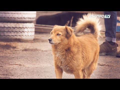 У Дніпрі поменшало безпритульних собак