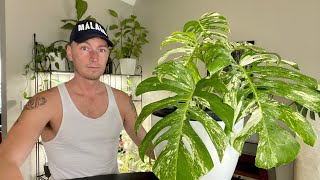 Converting albo Monstera from soil to LECA! Crazy roots! | URBAN FARMBOYS