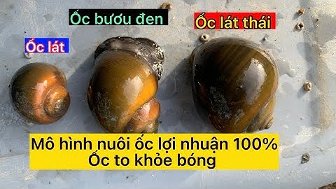 Phân biệt ốc thái và ốc bươu đen-ốc lát có gì khác nhau (khai Tâm TV&VN)