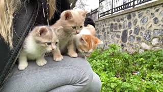 How kittens behave with a person they trust 🐈😍Cats of Istanbul