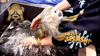 Baby Monkey oLLie Rolling Around After a Bath (FUNNY)
