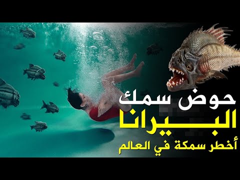 فيديو: أين تعيش أسماك الضاري المفترسة؟