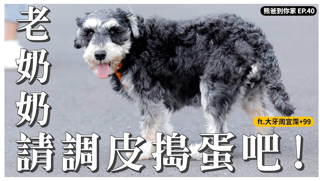 雪納瑞奶奶，請調皮搗蛋吧！ft.大牙周宜霈 / 領養3個月的99【熊爸到你家】｜熊爸估狗