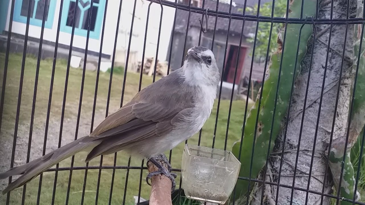 Suara trucukan muda memanggil teman//pancingan trucuk ombyokan MUJARAB