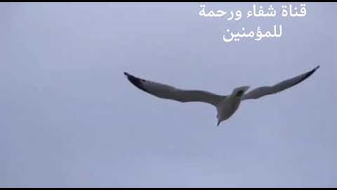 القارئ عباس جاسم من سورة البقرة