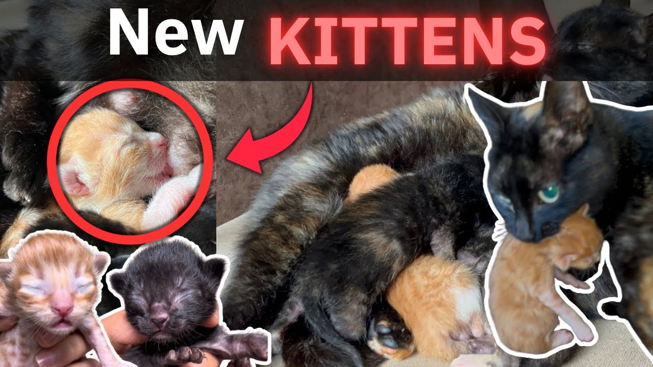 A Day in the life | new kittens 🐈‍⬛ | vlog1