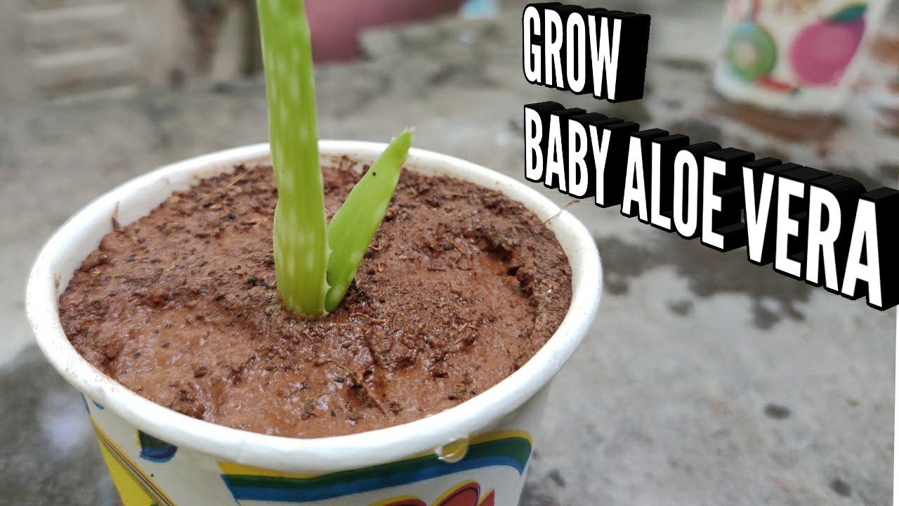 How To Grow Baby Aloe Vera Plant Youtube How To Grow Baby Aloe Vera Plant Youtube