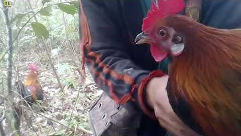 bẫy gà rừng mới nhất 2021 cuab qaib qus tuaj zoo heev nơb