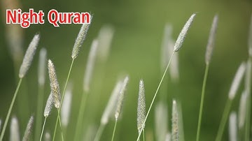 صوت هادئ وغاية في الروعة|| الشيخ حذيفة الكعيد|| سورة الرحمن