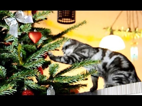 Funny Cats prepare for Christmas
