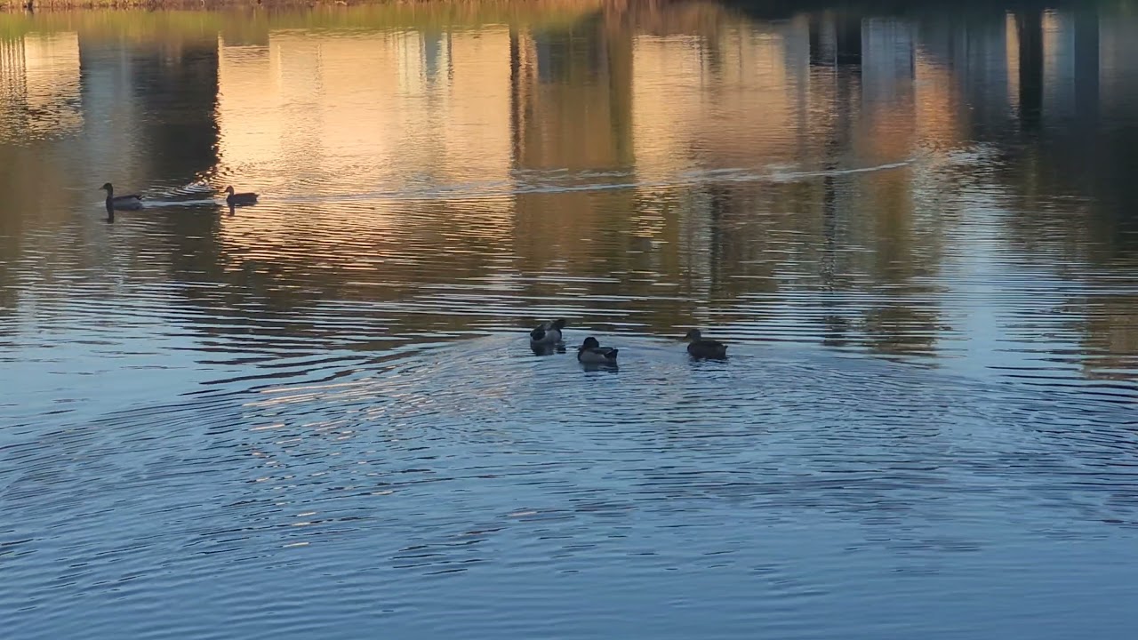 One Foggy Morning by the pond in the backyard, Harmony with Nature