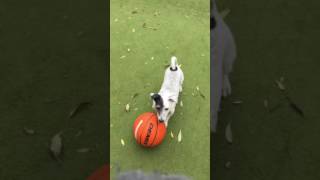 Джек-Рассел Играет В Футбол, Лучше Некоторых Людей