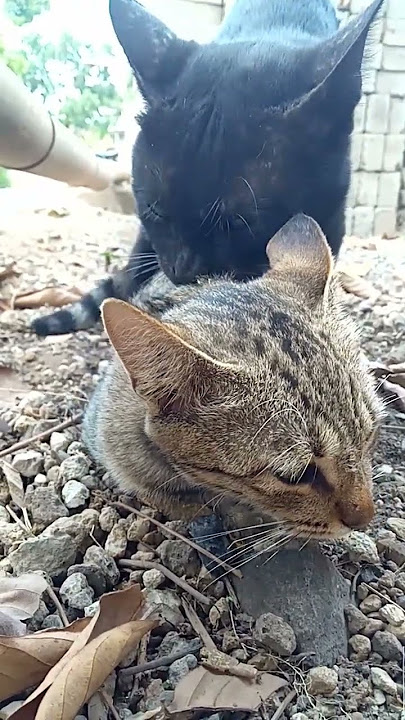 suara kucing kawin