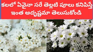 తెల్లటి పూలు కలలో కనిపిస్తే|white flowers dream analysis in telugu|White flowers dreams meaning
