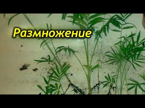 Размножение пальмы хамедорея в домашних условиях