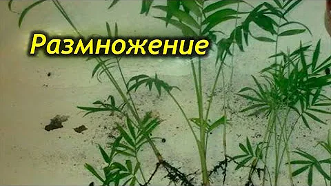 Хамедорея – как ее размножать в домашних условиях. Способы размножения.