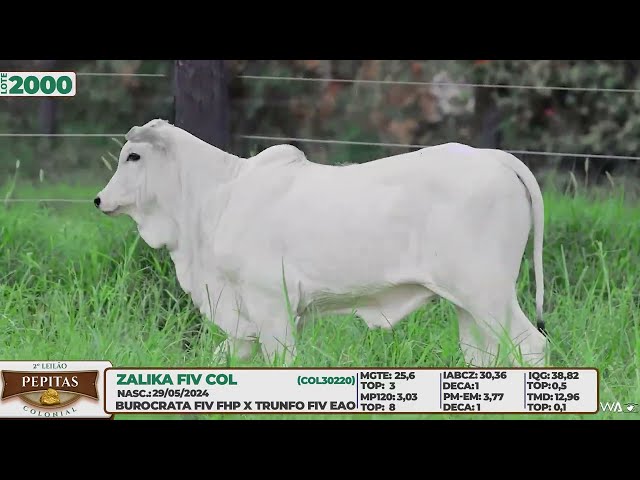 LOTE 2000   ZALIKA FIV COL