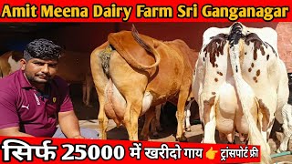 22 Letter Milk 👍 फुल गारंटी के साथ 👌7 Sahiwal Rathi HF Jersey Cross Breed Cow For Sale Rajasthan