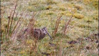 Woodcock on the Moor 4k with sound.