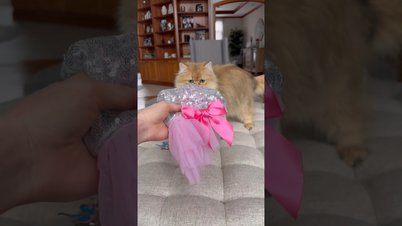 Not all pets hate dressing up🤭 