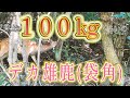 【マジで】めっちゃデカかってんて！100㎏は盛ってるかもね