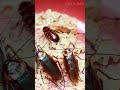 Тараканы: Выживут в случае апокалипсиса