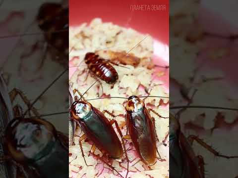 Тараканы: Выживут в случае апокалипсиса 😉 #природа #животные #таракан