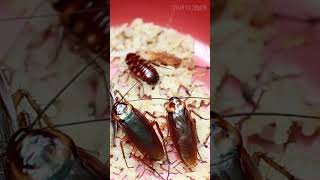 Тараканы: Выживут В Случае Апокалипсиса 😉 #Природа #Животные #Таракан