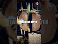 Why Farmers Split Hooves In Half 😱🐮