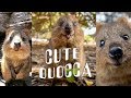 CUTE & HAPPY Quokka Compilation