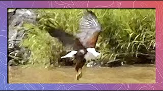African Fish Eagle Attempts to Snatch Zebra Meat