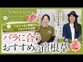バラに合うおすすめの宿根草【間室みどり先生とコラボ】