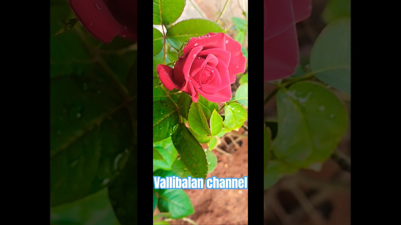 Today my Garden #trending #shortsfeed #yt #art #rose #beautiful #colour#fragrance #garden#today#song