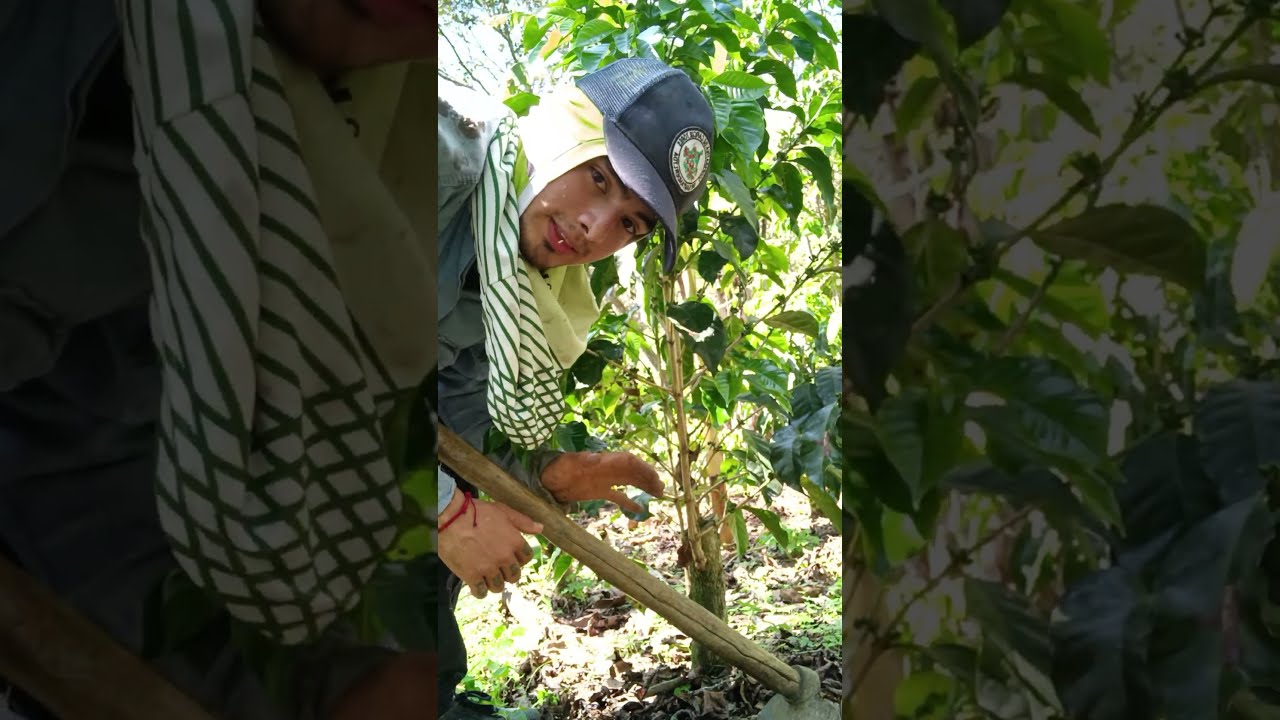 Planteo De Los Cafetales Un Videito Para Retomar El Aliento 