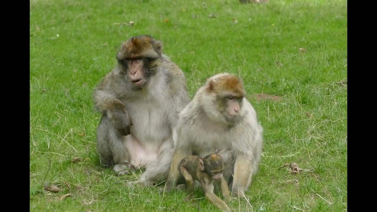 bus grease monkey YouTube