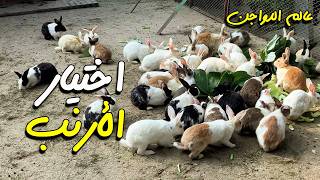 Rabbit farming for beginners, choosing rabbits and necessary equipment screenshot 1