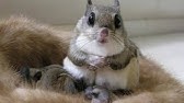 Japanese Flying Squirrels Best Cute Compilation かわいすぎる ニホンモモンガ Youtube