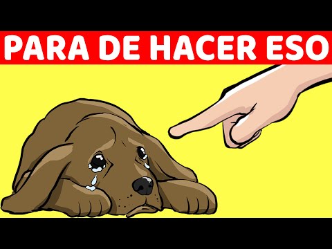 Video: 15 cosas que debes saber al moverte con tu cachorro