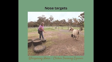 Nose targets in clicker training